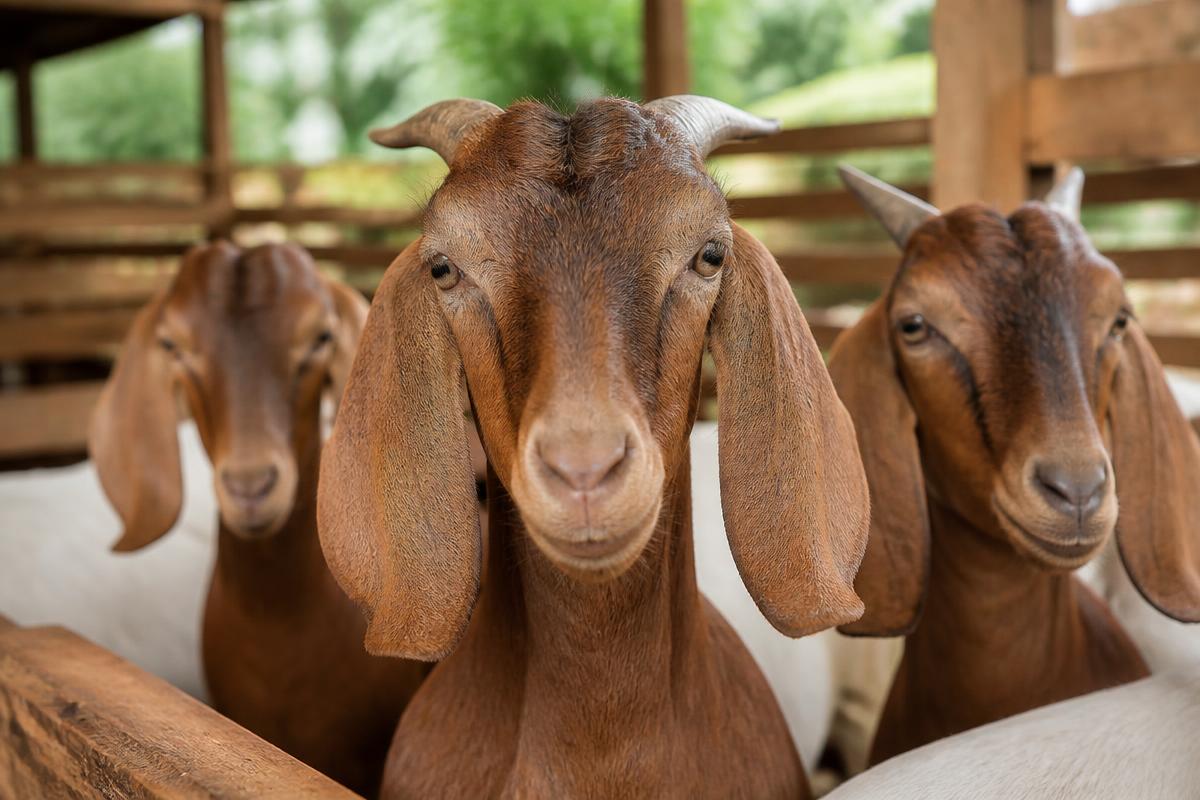 Healthy Nigerian goats ready for supply